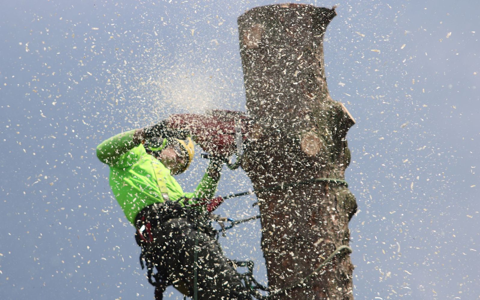 Tree removal in Rockford, IL by Rockford Tree Removal