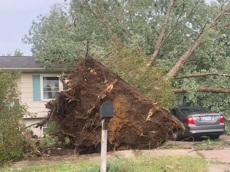 Tree removal job in the Alpine Ridge neighborhood of Rockford