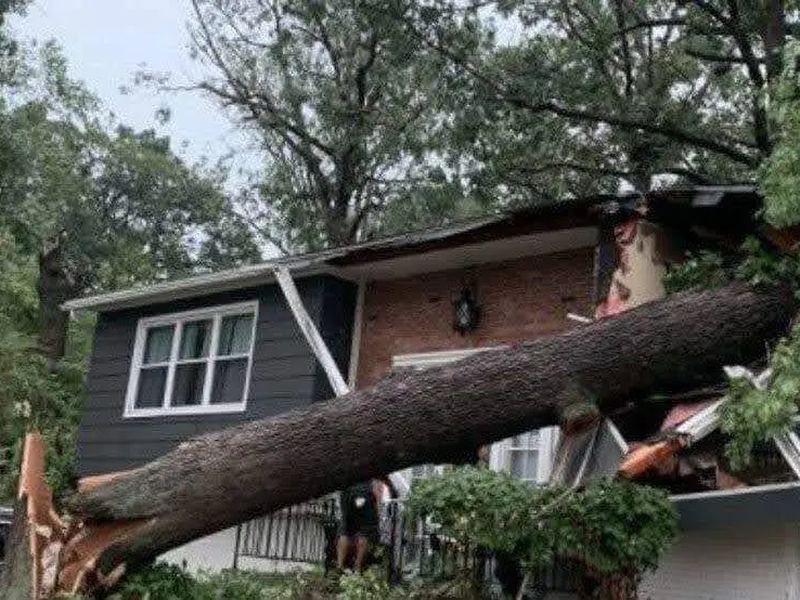 Tree removal job near Beloit, WI