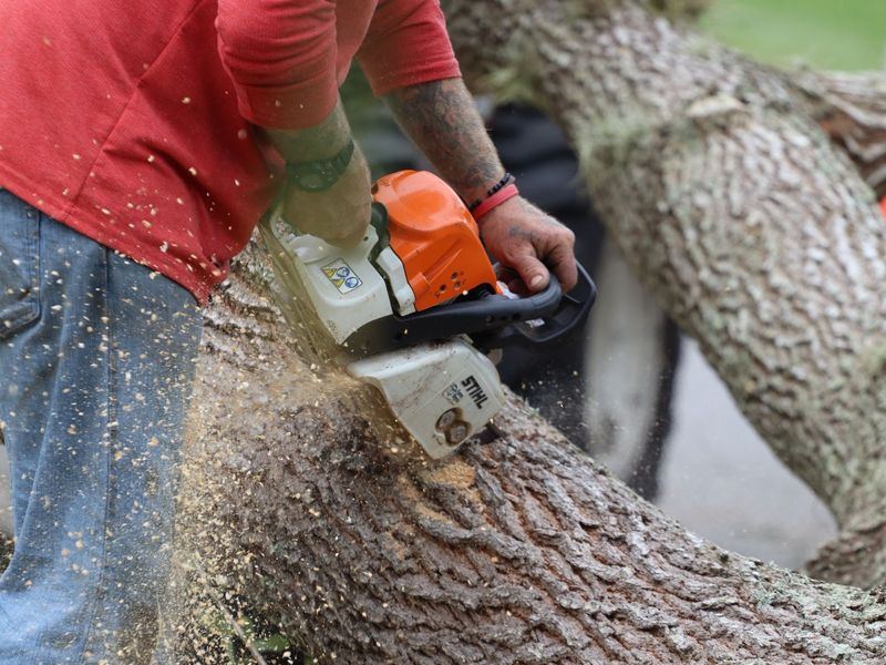 Tree removal job in the Midtown neighborhood of Rockford