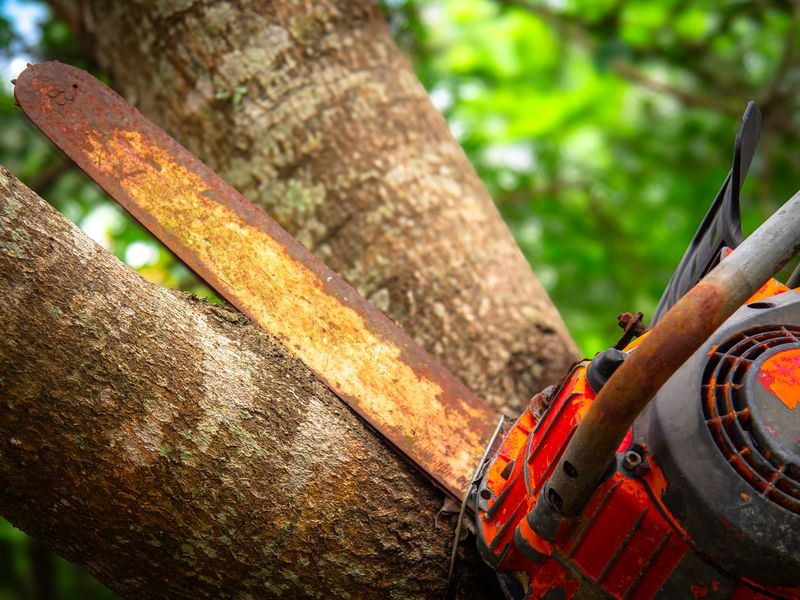 Tree removal job in the Rolling Green neighborhood of Rockford
