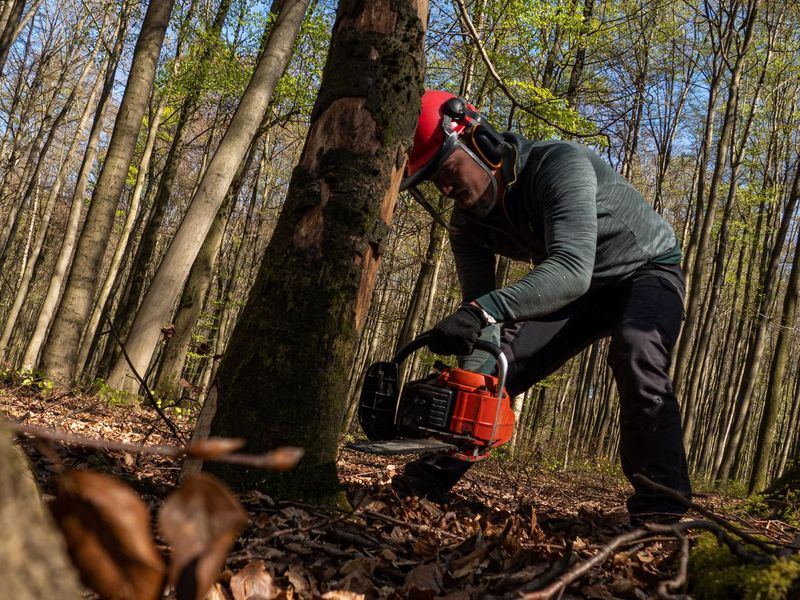 Tree removal job near Stillman Valley, IL